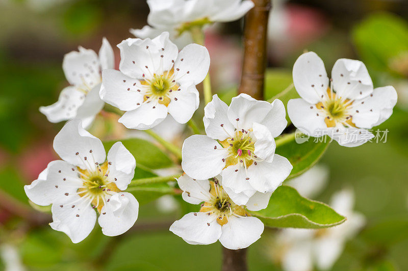 梨树(Pyrus communis)在花园里开花